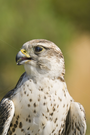 To use this stock image in your creative project, please select the size you need over to the right and click the "Add to Cart" button.
Your downloaded image will come with the Cutcaster watermark removed so don’t worry about the watermark you see on this page. Saker Falcon stock photo, Saker Falcon (Falco cherrug) - landscape orientation by Stephen Meese