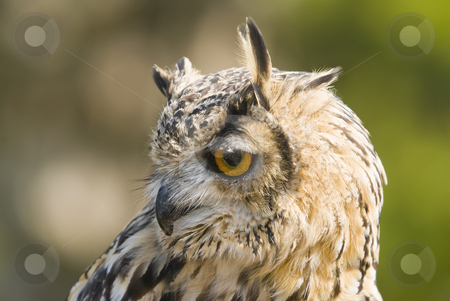 To use this stock image in your creative project, please select the size you need over to the right and click the "Add to Cart" button.
Your downloaded image will come with the Cutcaster watermark removed so don’t worry about the watermark you see on this page. Bengal Eagle Owl stock photo, Closeup of Bengal Eagle Owl (Bubo Bubo Bengalensis) by Stephen Meese