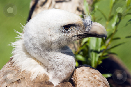 To use this stock image in your creative project, please select the size you need over to the right and click the "Add to Cart" button.
Your downloaded image will come with the Cutcaster watermark removed so don’t worry about the watermark you see on this page. European Black Vulture stock photo, Close up of a European Black Vulture (Aegypius monachus) by Stephen Meese