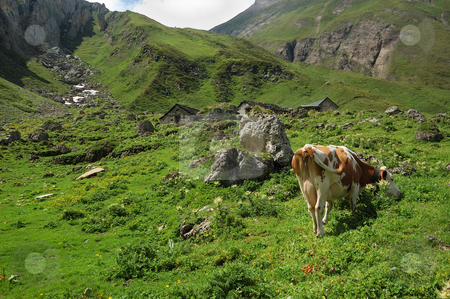 To use this stock image in your creative project, please select the size you need over to the right and click the "Add to Cart" button.
Your downloaded image will come with the Cutcaster watermark removed so don’t worry about the watermark you see on this page. Alpine pasture stock photo, Solitary cow in an alpine pasture (Alpe Bettelmat, Italy) by ALESSANDRO TERMIGNONE