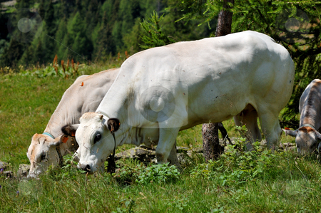To use this stock image in your creative project, please select the size you need over to the right and click the "Add to Cart" button.
Your downloaded image will come with the Cutcaster watermark removed so don’t worry about the watermark you see on this page. Cows to pasture stock photo, Two white cows in an italian alpine pasture by ALESSANDRO TERMIGNONE