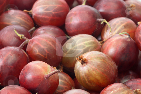 To use this stock image in your creative project, please select the size you need over to the right and click the "Add to Cart" button.
Your downloaded image will come with the Cutcaster watermark removed so don’t worry about the watermark you see on this page. Gooseberry stock photo, Fresh Berries of gooseberry on a bright background by Birgit Reitz-Hofmann