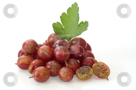 To use this stock image in your creative project, please select the size you need over to the right and click the "Add to Cart" button.
Your downloaded image will come with the Cutcaster watermark removed so don’t worry about the watermark you see on this page. Gooseberry stock photo, Fresh Berries of gooseberry on a bright background by Birgit Reitz-Hofmann