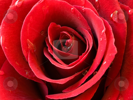 To use this stock image in your creative project, please select the size you need over to the right and click the "Add to Cart" button.
Your downloaded image will come with the Cutcaster watermark removed so don’t worry about the watermark you see on this page. Closeup of a red rose with water drops stock photo, Closeup of a beautiful red rose with water drops view from above. by FEL Yannick