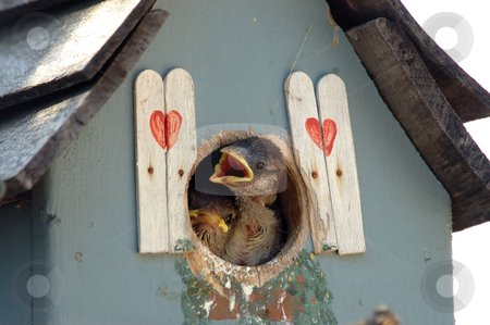 To use this stock image in your creative project, please select the size you need over to the right and click the "Add to Cart" button.
Your downloaded image will come with the Cutcaster watermark removed so don’t worry about the watermark you see on this page. Hungry stock photo, Two baby sparrows wait for the next meal by Tim Elliott