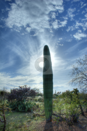 To use this stock image in your creative project, please select the size you need over to the right and click the "Add to Cart" button.
Your downloaded image will come with the Cutcaster watermark removed so don’t worry about the watermark you see on this page. Towering Saguaro, Tucson, Arizona stock photo, Nice saguaro detail in Saguaro National Monument, Tucson, Arizona. Sauaro detail against interesting sky. HDR composite. by Jeff DeMent