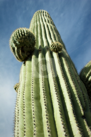 To use this stock image in your creative project, please select the size you need over to the right and click the "Add to Cart" button.
Your downloaded image will come with the Cutcaster watermark removed so don’t worry about the watermark you see on this page. Towering Saguaro, Tucson, Arizona stock photo, Nice saguaro detail in Saguaro National Monument, Tucson, Arizona. Sauaro detail against interesting sky. by Jeff DeMent
