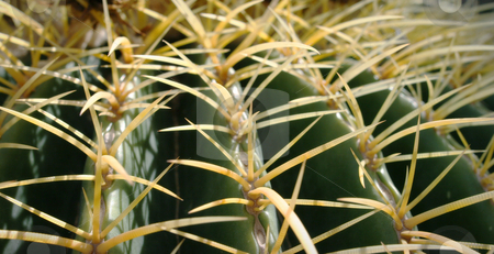 To use this stock image in your creative project, please select the size you need over to the right and click the "Add to Cart" button.
Your downloaded image will come with the Cutcaster watermark removed so don’t worry about the watermark you see on this page. Barrel Cactus in Desert stock photo, Barrel Cactus in Desert. Nice detail of needles. by Jeff DeMent