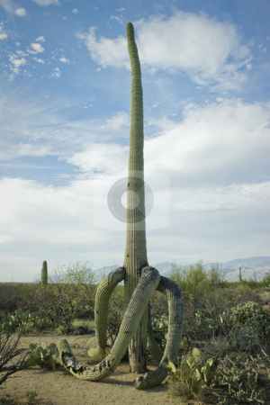 To use this stock image in your creative project, please select the size you need over to the right and click the "Add to Cart" button.
Your downloaded image will come with the Cutcaster watermark removed so don’t worry about the watermark you see on this page. Towering Old Saguaro, Tucson, Arizona stock photo, Nice saguaro detail in Saguaro National Monument, Tucson, Arizona. Sauaro detail against interesting sky. by Jeff DeMent