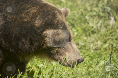 To use this stock image in your creative project, please select the size you need over to the right and click the "Add to Cart" button.
Your downloaded image will come with the Cutcaster watermark removed so don’t worry about the watermark you see on this page. Brown Bear stock photo, Wild Brown Bear (Ursus americanus horribilis) in Banff National Park Canada by Stephen Meese
