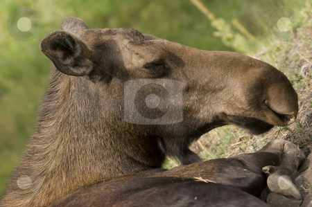 To use this stock image in your creative project, please select the size you need over to the right and click the "Add to Cart" button.
Your downloaded image will come with the Cutcaster watermark removed so don’t worry about the watermark you see on this page. Moose stock photo, Moose (Alces alces) in Banff National Park Canada by Stephen Meese