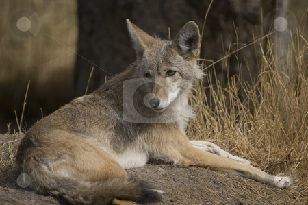To use this stock image in your creative project, please select the size you need over to the right and click the "Add to Cart" button.
Your downloaded image will come with the Cutcaster watermark removed so don’t worry about the watermark you see on this page. Coyote stock photo, Coyote (Canis latrans) in Banff National Park Canada by Stephen Meese