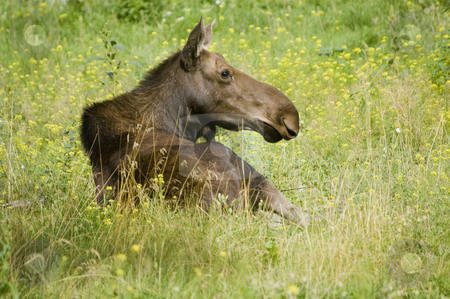 To use this stock image in your creative project, please select the size you need over to the right and click the "Add to Cart" button.
Your downloaded image will come with the Cutcaster watermark removed so don’t worry about the watermark you see on this page. Moose stock photo, Moose (Alces alces) in Banff National Park Canada by Stephen Meese