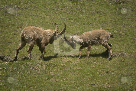 To use this stock image in your creative project, please select the size you need over to the right and click the "Add to Cart" button.
Your downloaded image will come with the Cutcaster watermark removed so don’t worry about the watermark you see on this page. Alpine Ibex stock photo, Close up of Alpine Ibex (Capra ibex) by Stephen Meese
