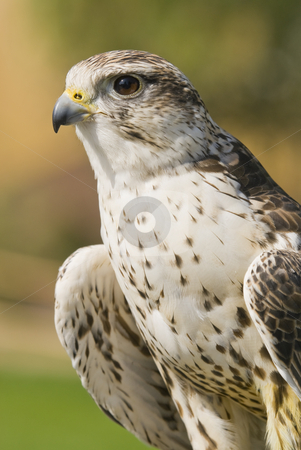 To use this stock image in your creative project, please select the size you need over to the right and click the "Add to Cart" button.
Your downloaded image will come with the Cutcaster watermark removed so don’t worry about the watermark you see on this page. Saker Falcon stock photo, Saker Falcon (Falco cherrug) - landscape orientation by Stephen Meese