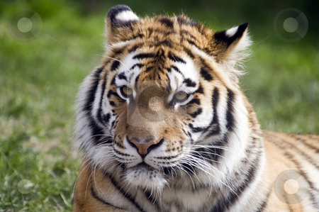 To use this stock image in your creative project, please select the size you need over to the right and click the "Add to Cart" button.
Your downloaded image will come with the Cutcaster watermark removed so don’t worry about the watermark you see on this page. Amur Tiger stock photo, Amur Tiger (Panthera tigris altaica) looking at viewer - landscape orientation by Stephen Meese