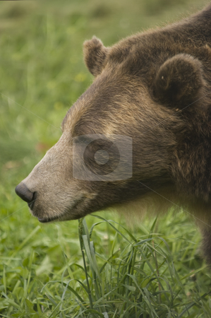 To use this stock image in your creative project, please select the size you need over to the right and click the "Add to Cart" button.
Your downloaded image will come with the Cutcaster watermark removed so don’t worry about the watermark you see on this page. Brown Bear stock photo, Wild Brown Bear (Ursus americanus horribilis) in Banff National Park Canada by Stephen Meese