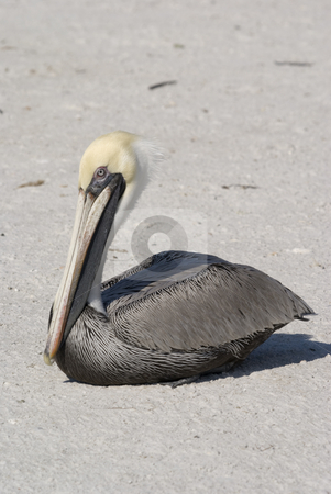 To use this stock image in your creative project, please select the size you need over to the right and click the "Add to Cart" button.
Your downloaded image will come with the Cutcaster watermark removed so don’t worry about the watermark you see on this page. Brown Pelican stock photo, Brown Pelican (Pelecanus occidentalis) - portrait orientation by Stephen Meese