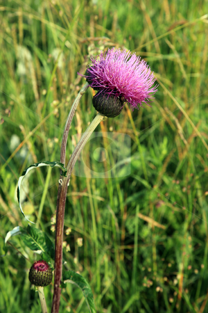 To use this stock image in your creative project, please select the size you need over to the right and click the "Add to Cart" button.
Your downloaded image will come with the Cutcaster watermark removed so don’t worry about the watermark you see on this page. Great knapweed, (Centaurea scabiosa), stock photo, Great knapweed, (Centaurea scabiosa), in wood in England. by Ian Langley