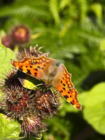To use this stock image in your creative project, please select the size you need over to the right and click the "Add to Cart" button.
Your downloaded image will come with the Cutcaster watermark removed so don’t worry about the watermark you see on this page. Comma butterfly on vegetation stock photo, A comma butterfly polygonia c. album on vegetation in summer by Mike Smith