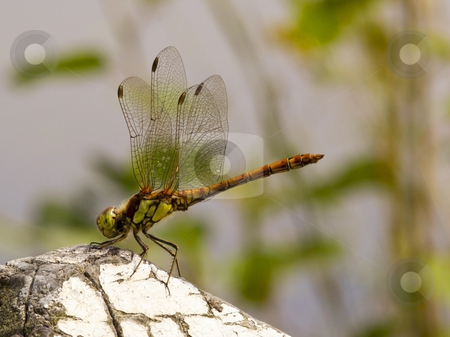 To use this stock image in your creative project, please select the size you need over to the right and click the "Add to Cart" button.
Your downloaded image will come with the Cutcaster watermark removed so don’t worry about the watermark you see on this page. Dragonfly sympetrum striolatum stock photo, A newly emerged dragonfly sympetrum striolatum in summer by Mike Smith