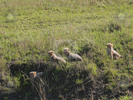 To use this stock image in your creative project, please select the size you need over to the right and click the "Add to Cart" button.
Your downloaded image will come with the Cutcaster watermark removed so don’t worry about the watermark you see on this page. Cheetah cubs on the masai mara stock photo, Four cheetah cubs on the masai mara in kenya by Mike Smith