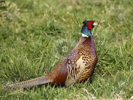 To use this stock image in your creative project, please select the size you need over to the right and click the "Add to Cart" button.
Your downloaded image will come with the Cutcaster watermark removed so don’t worry about the watermark you see on this page. Cock pheasant phasianus colchicus 2 stock photo, A beautifully coloured cock pheasant in the spring sunshine by Mike Smith