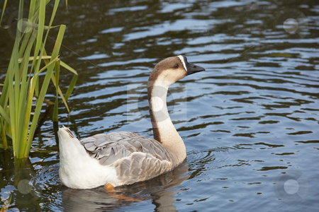 To use this stock image in your creative project, please select the size you need over to the right and click the "Add to Cart" button.
Your downloaded image will come with the Cutcaster watermark removed so don’t worry about the watermark you see on this page. Swan goose female 2 stock photo, A female swan goose anser cygnoides swimming by Mike Smith