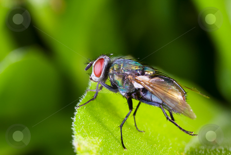 To use this stock image in your creative project, please select the size you need over to the right and click the "Add to Cart" button.
Your downloaded image will come with the Cutcaster watermark removed so don’t worry about the watermark you see on this page. Red eyes stock photo, Macro of a colorful red eyed fly on a leaf by Steve Mcsweeny