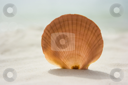 To use this stock image in your creative project, please select the size you need over to the right and click the "Add to Cart" button.
Your downloaded image will come with the Cutcaster watermark removed so don’t worry about the watermark you see on this page. Seashell stock photo, Round shaped sea shell on the sand by Dmitry Rostovtsev