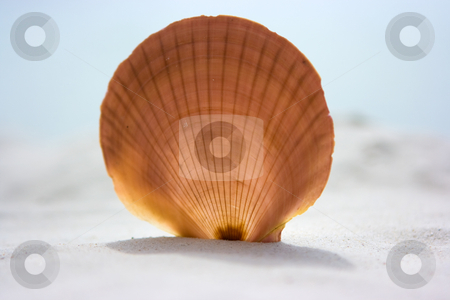 To use this stock image in your creative project, please select the size you need over to the right and click the "Add to Cart" button.
Your downloaded image will come with the Cutcaster watermark removed so don’t worry about the watermark you see on this page. Shell on the beach stock photo, One shell on the sandy beach by Dmitry Rostovtsev