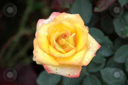 To use this stock image in your creative project, please select the size you need over to the right and click the "Add to Cart" button.
Your downloaded image will come with the Cutcaster watermark removed so don’t worry about the watermark you see on this page. Rose stock photo, Macro of a yellow rose with dew by Bayu Harsa