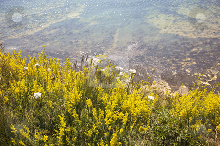 To use this stock image in your creative project, please select the size you need over to the right and click the "Add to Cart" button.
Your downloaded image will come with the Cutcaster watermark removed so don’t worry about the watermark you see on this page. Ladies bedstraw flowers on edge of coastal path stock photo, Ladies bedstraw flowers on edge of coastal path by Mike Smith