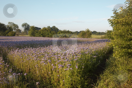 To use this stock image in your creative project, please select the size you need over to the right and click the "Add to Cart" button.
Your downloaded image will come with the Cutcaster watermark removed so don’t worry about the watermark you see on this page. Purple flowers stock photo, A field of purple nyjer seed crop in early morning light by Mike Smith