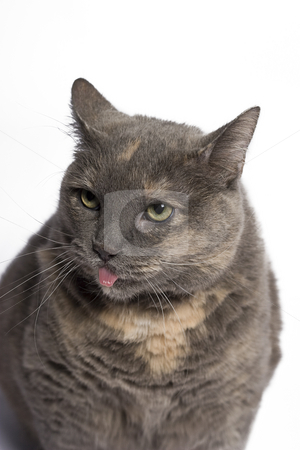 To use this stock image in your creative project, please select the size you need over to the right and click the "Add to Cart" button.
Your downloaded image will come with the Cutcaster watermark removed so don’t worry about the watermark you see on this page. Cat with tongue sticking out stock photo, Gray and beige cat with it tongue sticking out by Yann Poirier
