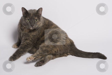 To use this stock image in your creative project, please select the size you need over to the right and click the "Add to Cart" button.
Your downloaded image will come with the Cutcaster watermark removed so don’t worry about the watermark you see on this page. Awaken cat stock photo, Gray and beige cat that just woke up by Yann Poirier