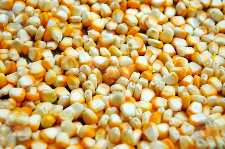 To use this stock image in your creative project, please select the size you need over to the right and click the "Add to Cart" button.
Your downloaded image will come with the Cutcaster watermark removed so don’t worry about the watermark you see on this page. Corn stock photo, Ears of fresh corn as background by Bayu Harsa
