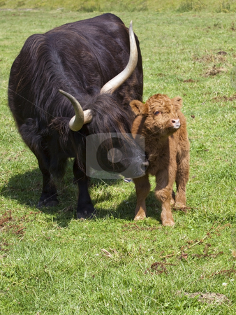 To use this stock image in your creative project, please select the size you need over to the right and click the "Add to Cart" button.
Your downloaded image will come with the Cutcaster watermark removed so don’t worry about the watermark you see on this page. Highland calf and mother stock photo, Highland calf with milky face with mother in a summer meadow by Mike Smith