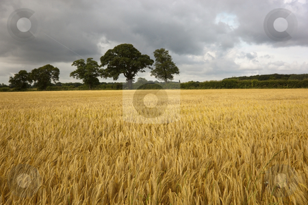 To use this stock image in your creative project, please select the size you need over to the right and click the "Add to Cart" button.
Your downloaded image will come with the Cutcaster watermark removed so don’t worry about the watermark you see on this page. Ripening barley in summer stock photo, Ripening field of barley with trees in background by Mike Smith
