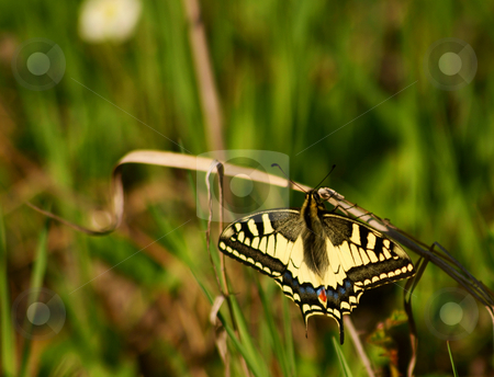 To use this stock image in your creative project, please select the size you need over to the right and click the "Add to Cart" button.
Your downloaded image will come with the Cutcaster watermark removed so don’t worry about the watermark you see on this page. Butterfly (Papilio machaon) stock photo, by Rados?