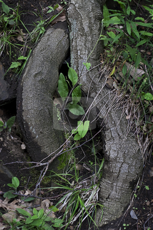 To use this stock image in your creative project, please select the size you need over to the right and click the "Add to Cart" button.
Your downloaded image will come with the Cutcaster watermark removed so don’t worry about the watermark you see on this page. Twist root stock photo, Close up of twisted root by Yann Poirier