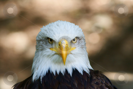 To use this stock image in your creative project, please select the size you need over to the right and click the "Add to Cart" button.
Your downloaded image will come with the Cutcaster watermark removed so don’t worry about the watermark you see on this page. American white eagle stock photo, by Rados?