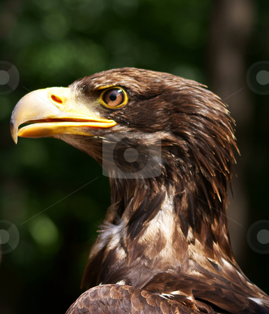 To use this stock image in your creative project, please select the size you need over to the right and click the "Add to Cart" button.
Your downloaded image will come with the Cutcaster watermark removed so don’t worry about the watermark you see on this page. Eagle stock photo, by Rados?