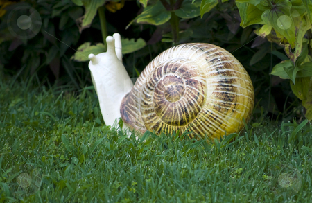 To use this stock image in your creative project, please select the size you need over to the right and click the "Add to Cart" button.
Your downloaded image will come with the Cutcaster watermark removed so don’t worry about the watermark you see on this page. Garden decorative statue stock photo, Snail garden decorative statue on green grass by Desislava Dimitrova