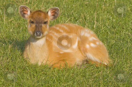 To use this stock image in your creative project, please select the size you need over to the right and click the "Add to Cart" button.
Your downloaded image will come with the Cutcaster watermark removed so don’t worry about the watermark you see on this page. Sitatunga stock photo, Close up of a Sitatunga (Tragelaphus spekii) by Stephen Meese
