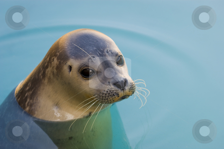 To use this stock image in your creative project, please select the size you need over to the right and click the "Add to Cart" button.
Your downloaded image will come with the Cutcaster watermark removed so don’t worry about the watermark you see on this page. Harbour Seal stock photo, Rescued Harbour Seal or common seal (Phoca Vitulina) by Stephen Meese