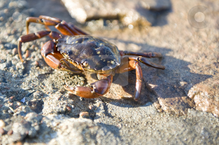To use this stock image in your creative project, please select the size you need over to the right and click the "Add to Cart" button.
Your downloaded image will come with the Cutcaster watermark removed so don’t worry about the watermark you see on this page. Crab stock photo, Crab on the rocks in the low light of a summer evening by Corepics VOF