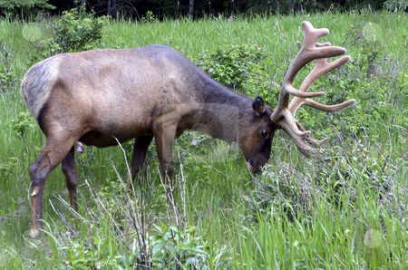 To use this stock image in your creative project, please select the size you need over to the right and click the "Add to Cart" button.
Your downloaded image will come with the Cutcaster watermark removed so don’t worry about the watermark you see on this page. Bull Caribou stock photo, Large Bull Elk in Jasper Alberta Canada by Sharron Schiefelbein