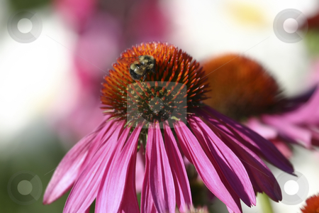 To use this stock image in your creative project, please select the size you need over to the right and click the "Add to Cart" button.
Your downloaded image will come with the Cutcaster watermark removed so don’t worry about the watermark you see on this page. Flower with a bee inside stock photo, Pink flower with a bee inside by Sharron Schiefelbein