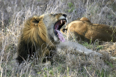 To use this stock image in your creative project, please select the size you need over to the right and click the "Add to Cart" button.
Your downloaded image will come with the Cutcaster watermark removed so don’t worry about the watermark you see on this page. Lion Yawning stock photo, A male lion yawning in Mikumi Park Tanzania Africa by Sharron Schiefelbein